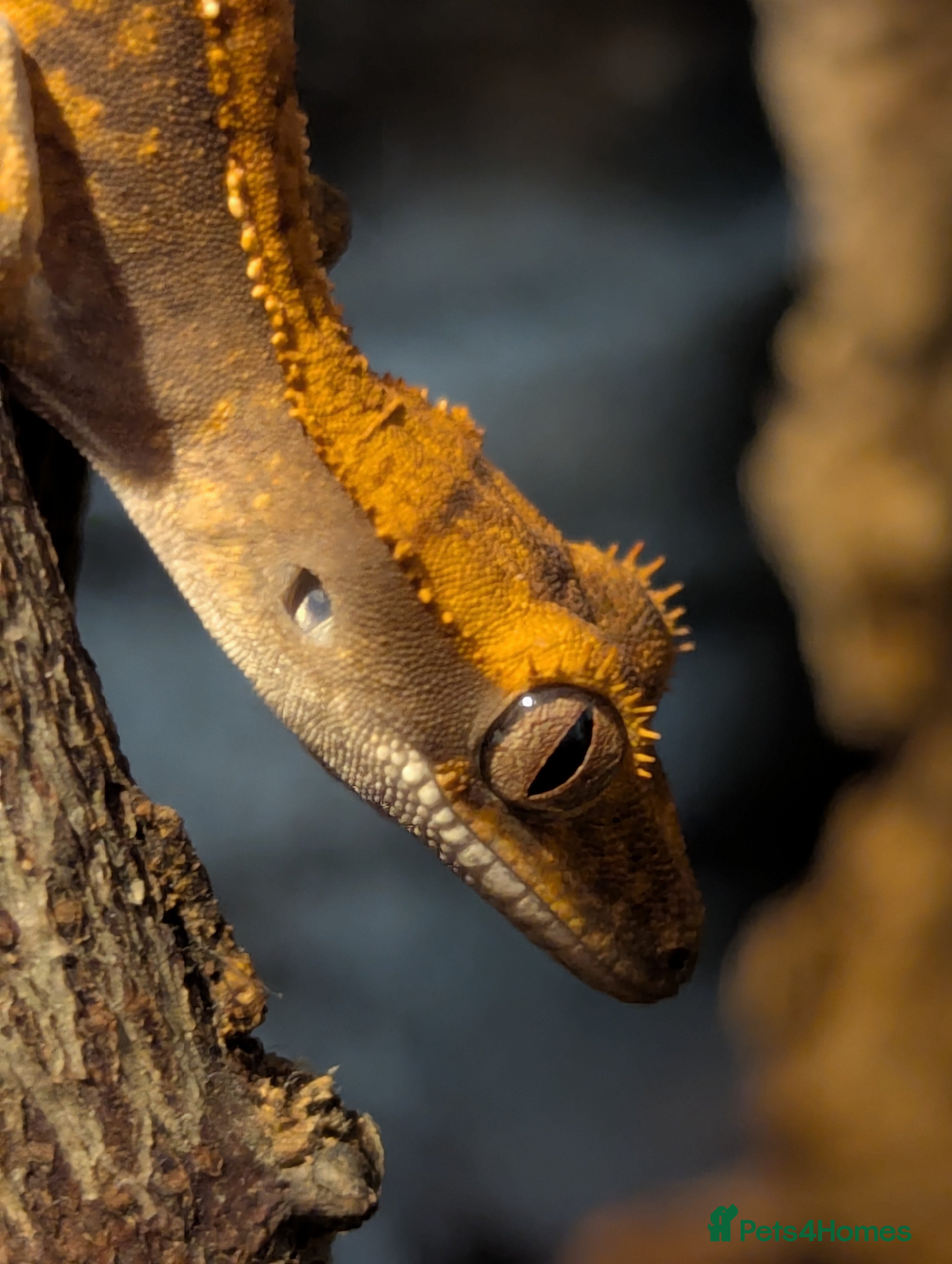 Gecko reptiles Crested gecko  - Advert 12