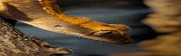 Gecko reptiles for sale: Crested gecko  in London - Advert 1