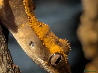 Gecko reptiles Crested gecko - Advert 1