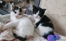 Selkirk Rex cats for sale: Adorable Selkirk Rex Kittens (Straight ) - Image 15