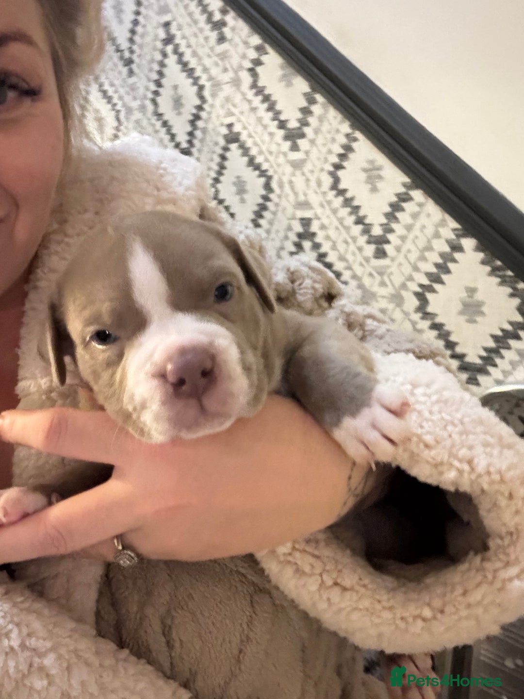 American Bully dogs for sale: Pocket bully puppies - Advert 24