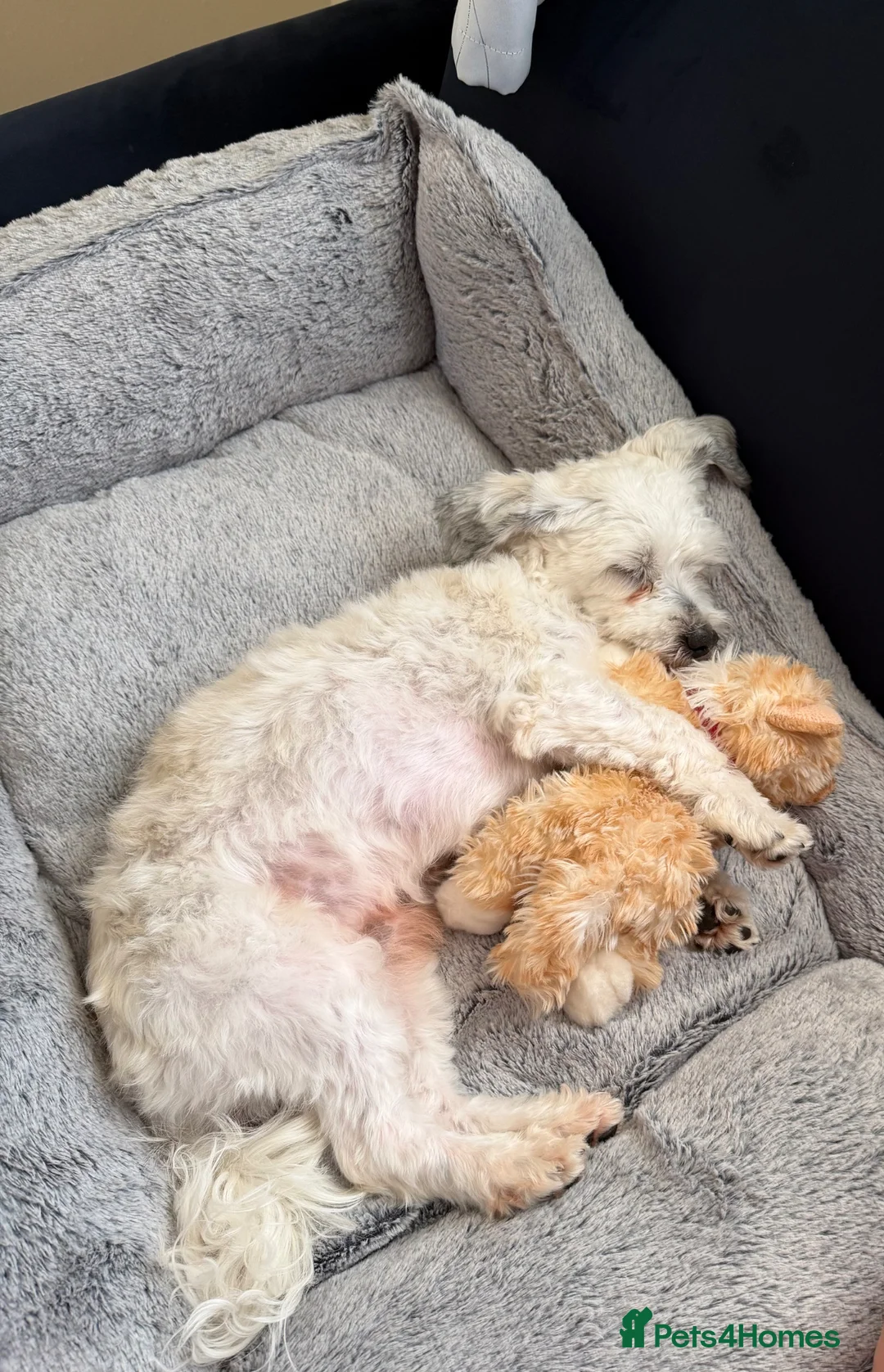 Bichon Frise dogs for sale: Beautiful bichon for sale in Thames Ditton - Advert 1