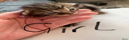 Mixed Breed cats for sale: 6 Absolutely Gorgeous Kittens!  - Advert 3