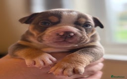 Mixed Breed dogs for sale: Stunning English bulldog mix pocket bully  - Image 5