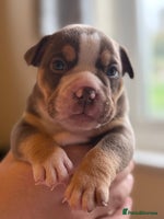 Mixed Breed dogs Stunning English bulldog mix pocket bully - Advert 4