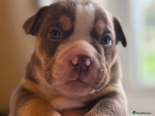 Mixed Breed dogs - Advert 26