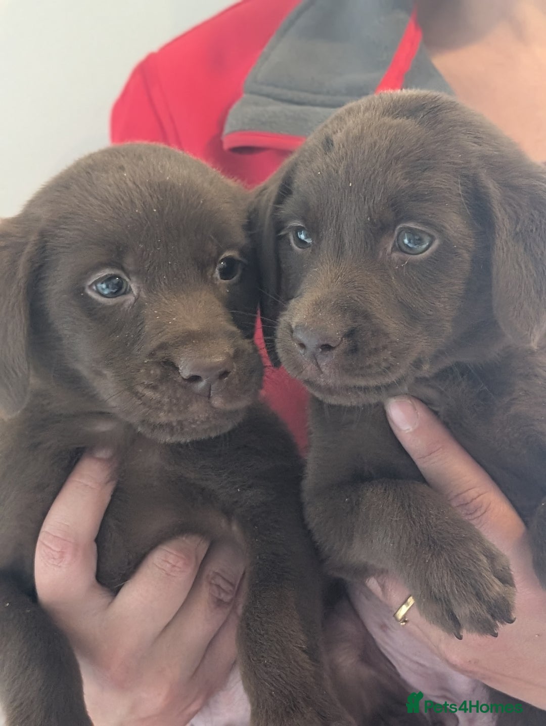 Labrador Retriever dogs for sale: Working Line Chocolate Labrador puppies  - Image 5