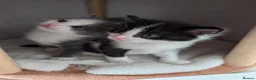 Maine Coon cats for sale: 7 gorgeous maine coon cross kittens  - Advert 16
