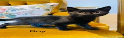 Mixed Breed cats for sale: *READY NOW* 3 Beautiful Black Kittens  - Advert 8
