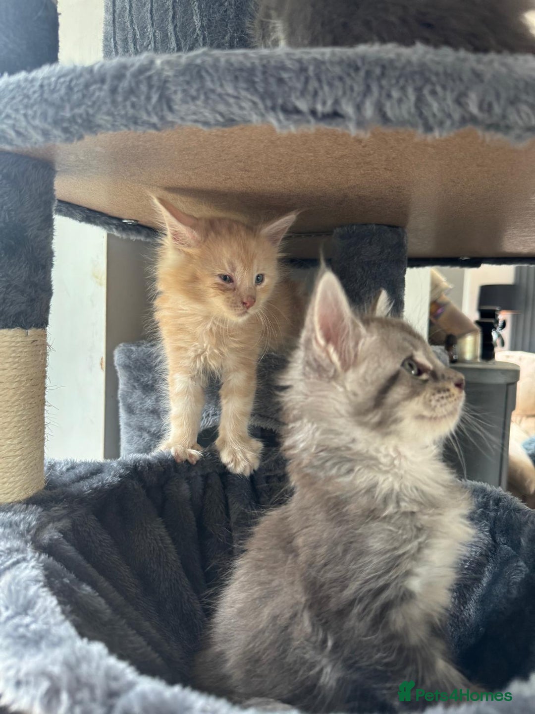 Maine Coon cats for sale: Full pedigree Maine Coon Kittens - Image 13