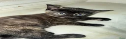 Mixed Breed cats for sale: Mixed Breed Kittens  - Advert 7