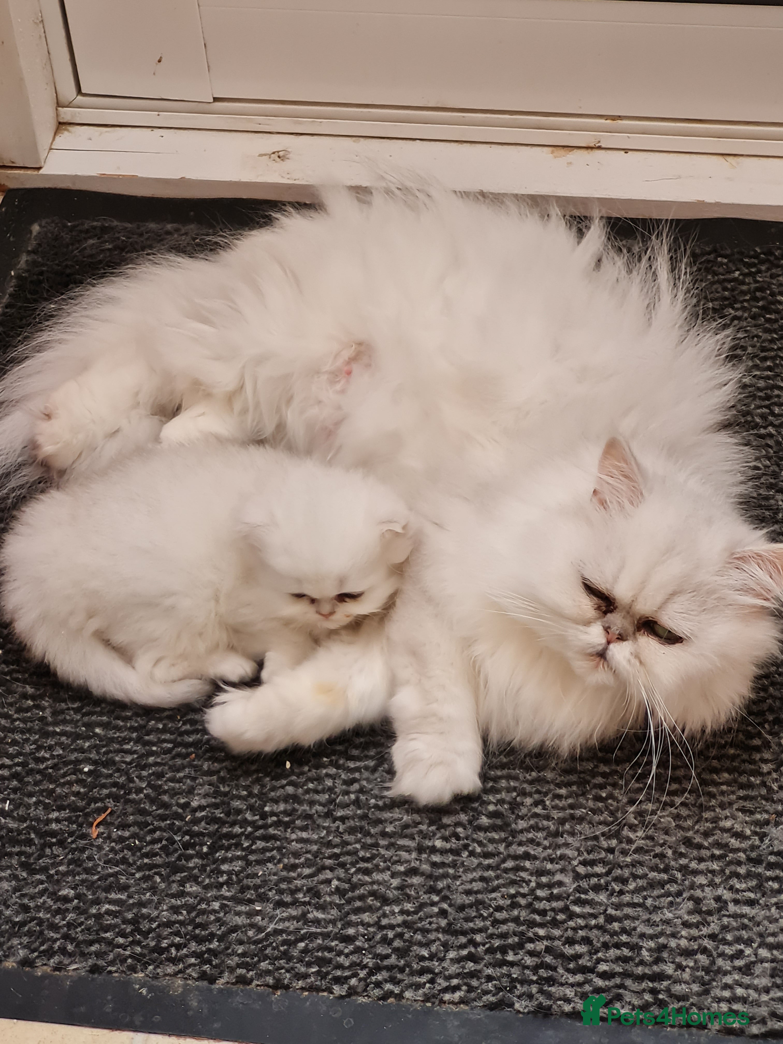 Persian cats Pedigree Chinchilla Persian kittens  - Advert 1