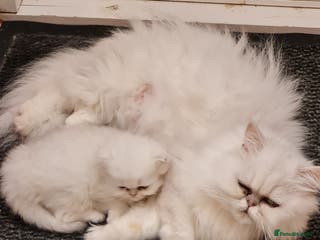 Persian cats Pedigree Chinchilla Persian kittens - Advert 1