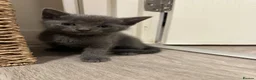 Mixed Breed cats for sale: Grey male kitten - Advert 2