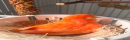 Canaries birds for sale: Lovely orange female canary in Cheadle - Advert 3