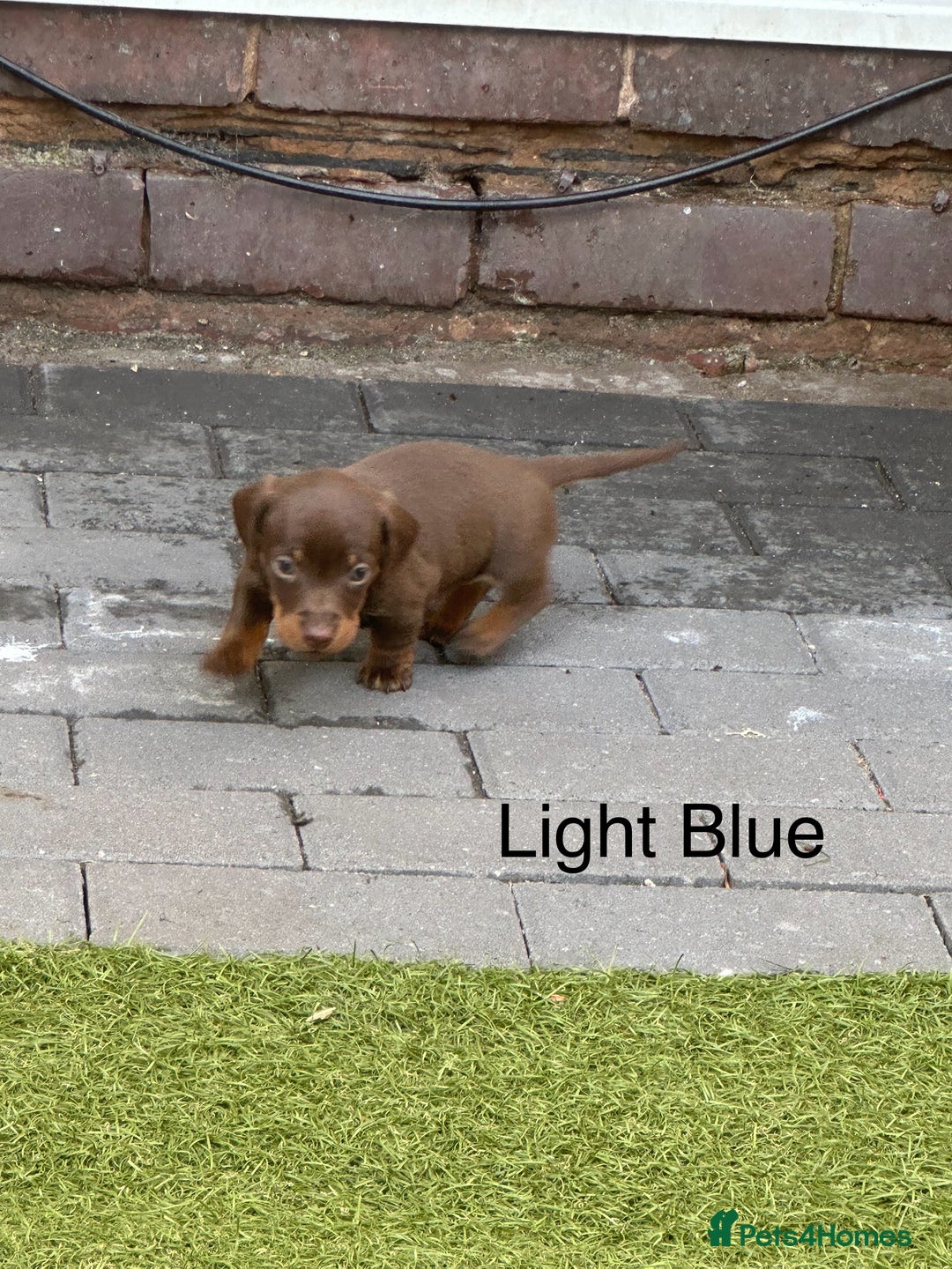 Miniature Dachshund dogs for sale: 🥰🐶 Miniature KC Dachshund puppies 🐶🥰 PRA Clear - Image 8