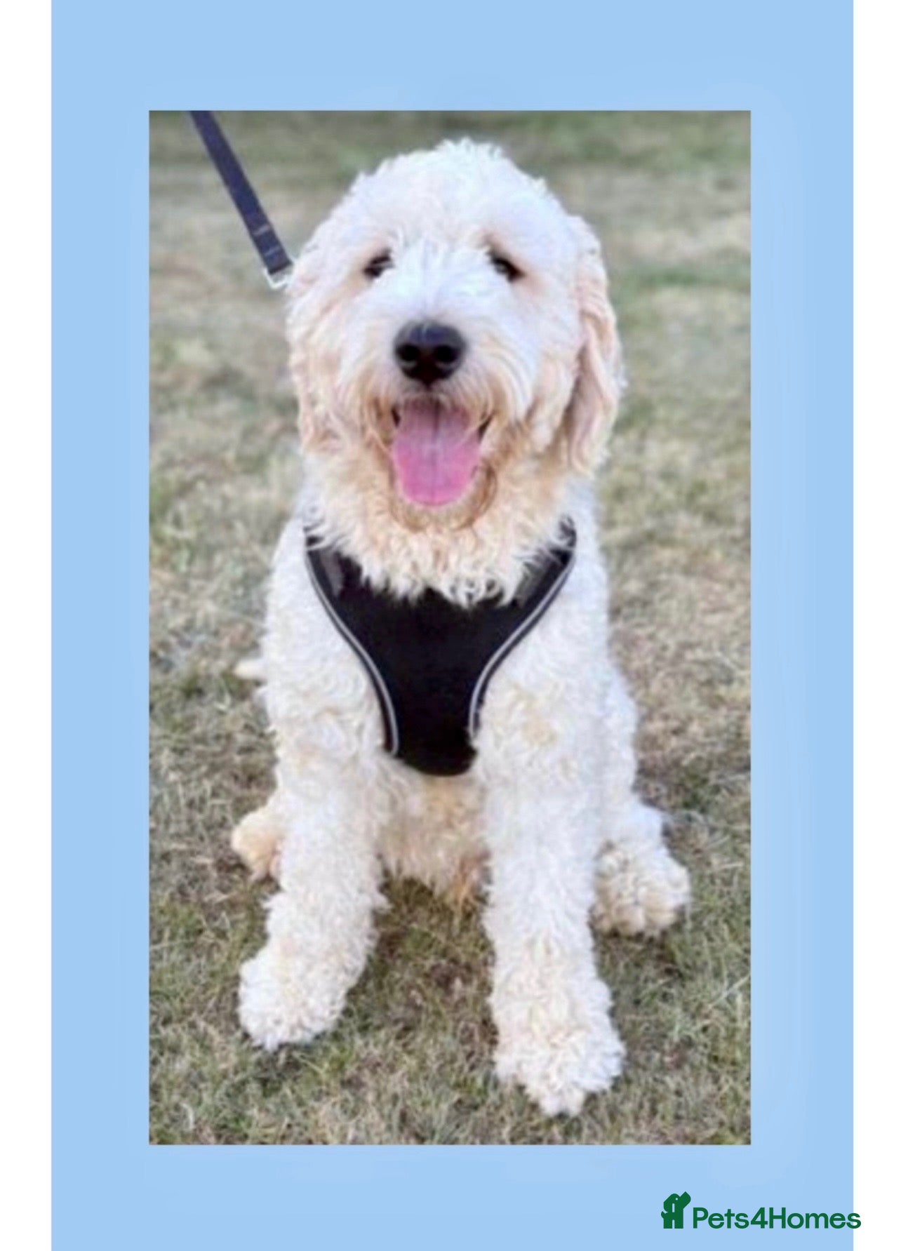 Goldendoodle dogs Goldendoodle stud Freddie - Advert 4