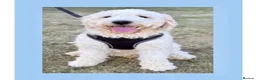 Goldendoodle dogs for stud: Goldendoodle stud Freddie - Advert 1