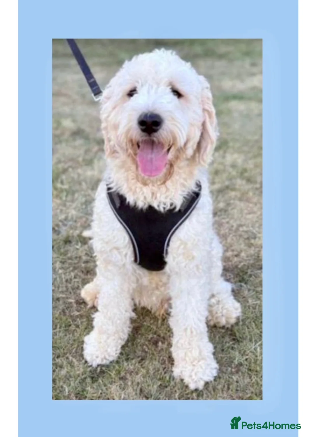 Goldendoodle dogs for stud: Goldendoodle stud Freddie - Advert 1