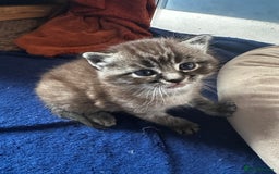 Perdoll cats for sale: FLUFFY PERDOLL KITTENS - Image 11