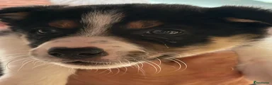 Border Collie Puppy 6