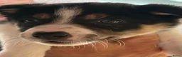 Border Collie dogs for sale: Boarder collie  - Advert 18