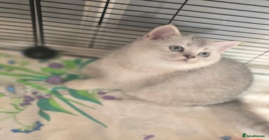 British Shorthair cats 😍READY!! 😘kittens with rare colouring🥰 - Advert 5