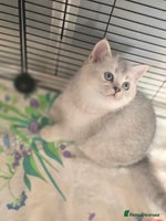 British Shorthair cats 😍READY!! 😘kittens with rare colouring🥰 - Advert 5