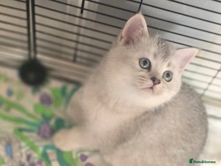 British Shorthair cats 😍READY!! 😘kittens with rare colouring🥰 - Advert 3