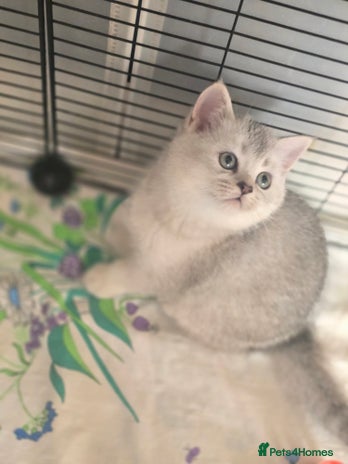 British Shorthair cats 😍READY!! 😘kittens with rare colouring🥰 - Advert 2