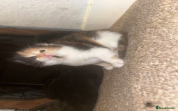 Domestic Shorthair cats for sale: Beautiful kittens - Image 1
