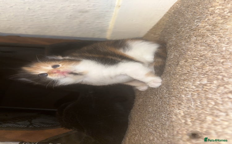 Domestic Shorthair cats - Advert 1