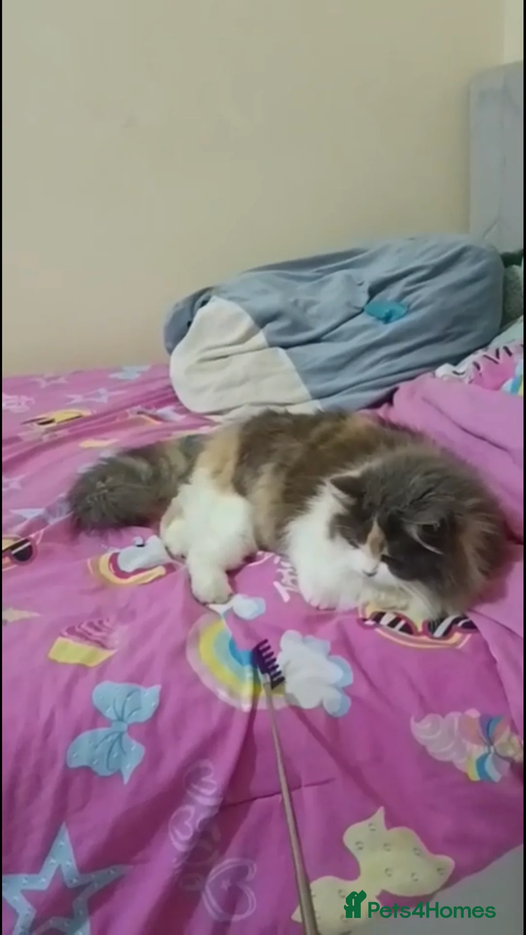 Mixed Breed cats for adoption: ASHLEY- PERSIAN MIX SPAYED VACCINATED CUDDLY GIRL - Advert 3