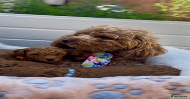 Toy Poodle dogs - Advert 6