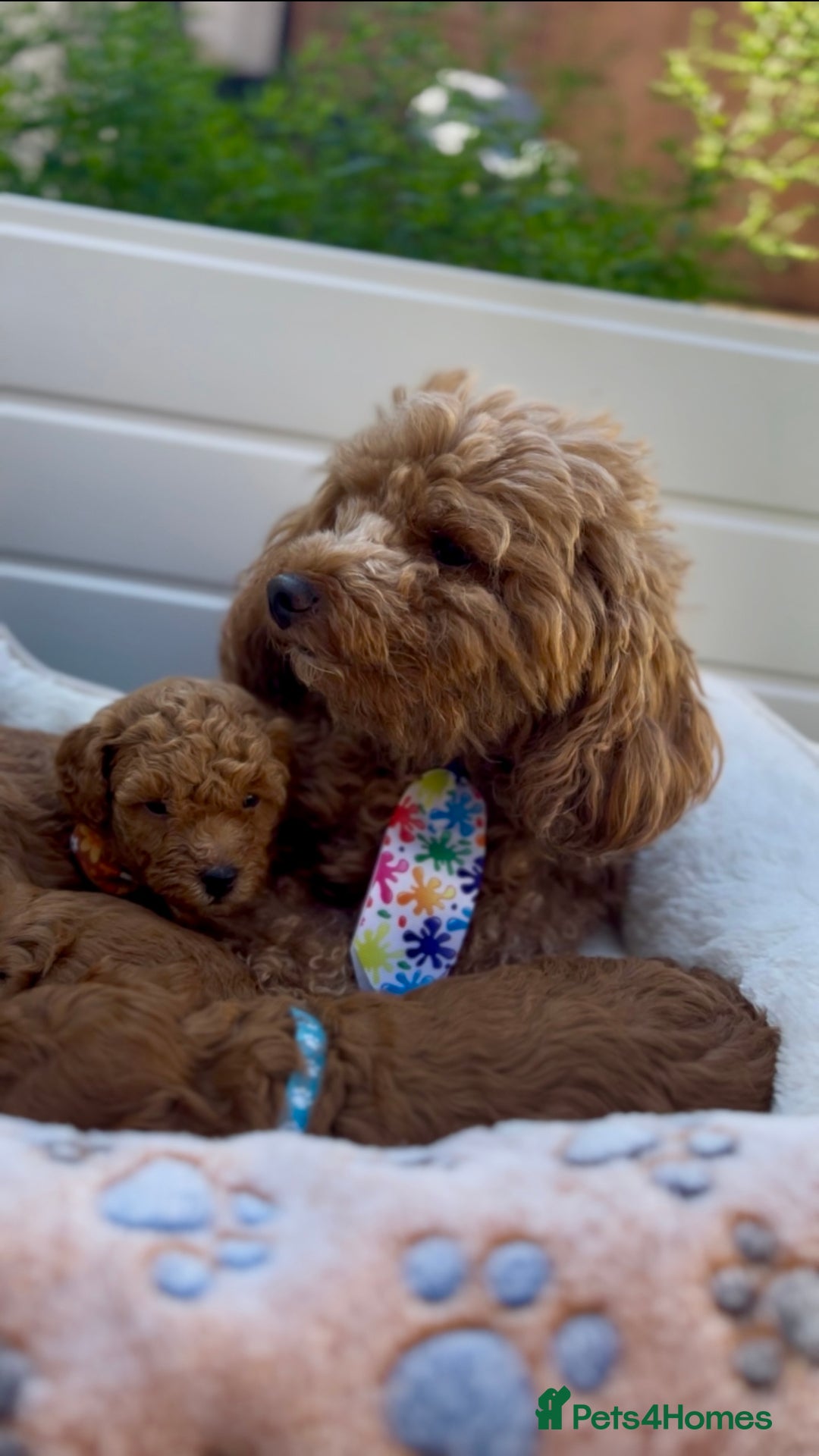 Toy Poodle dogs for sale: Adorable Toy Poodle Pups Looking for Forever Homes - Image 7