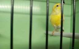 Canaries birds for sale: Canaries  - Image 13