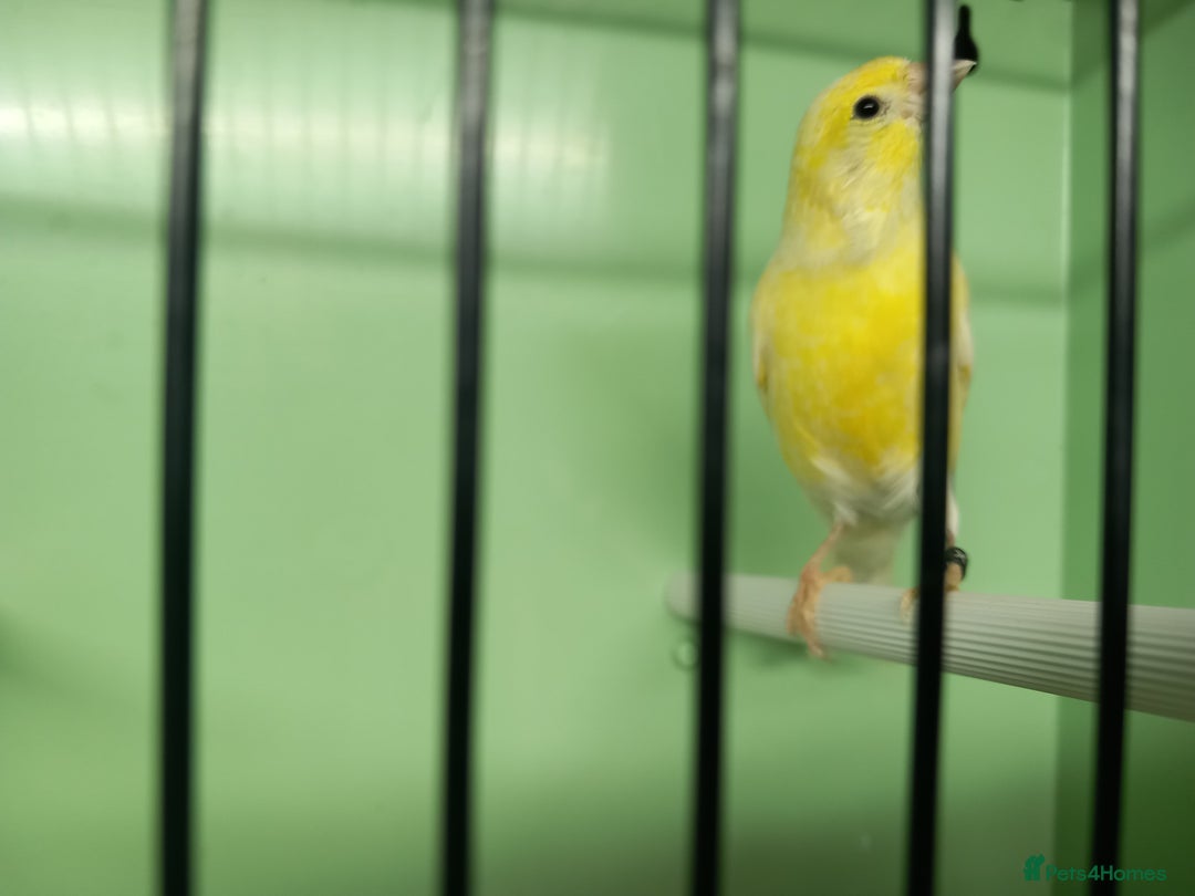 Canaries birds for sale: Canaries  - Image 13