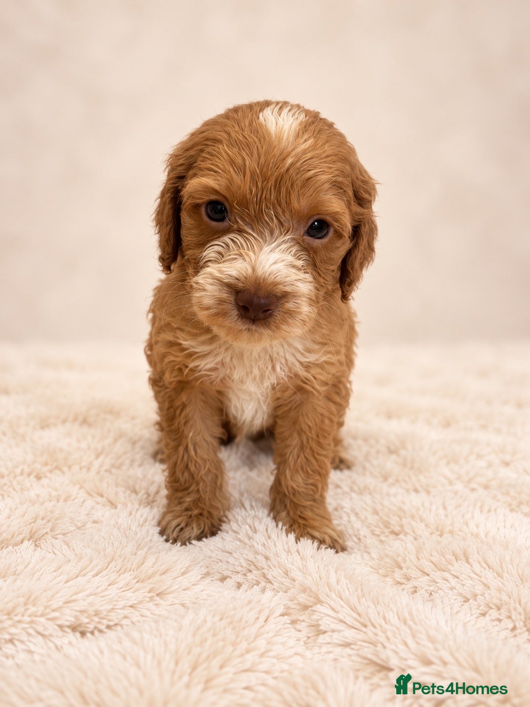 Cockapoo dogs F2 Merle apricot red and white Cockapoo puppies ❤️ - Advert 1