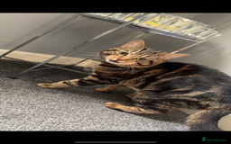 Domestic Shorthair cats for sale: Friendly and loving male cat available! - Advert 1