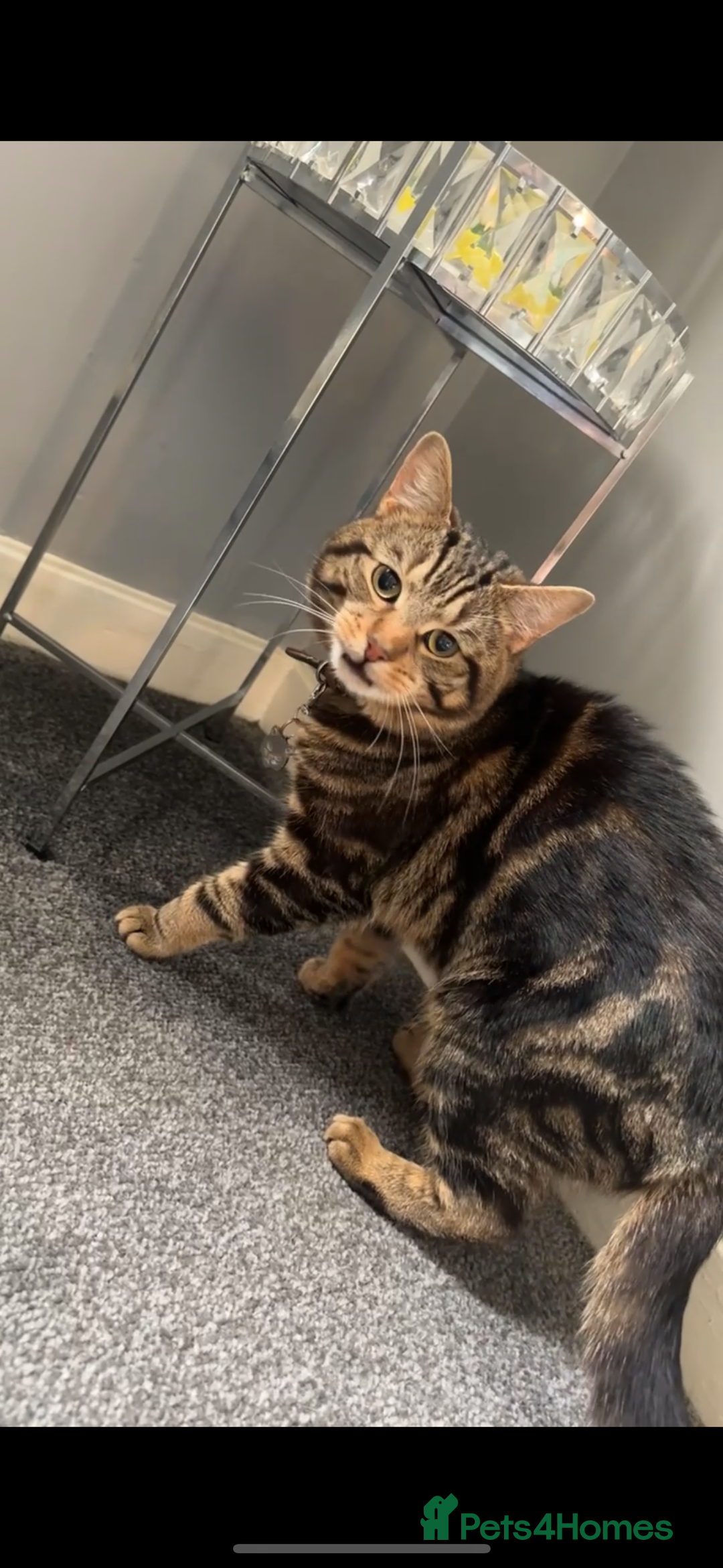 Domestic Shorthair cats for sale: Friendly and loving male cat available! - Advert 1