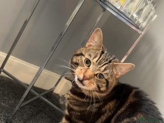 Domestic Shorthair cats Friendly and loving male cat available! - Advert 1