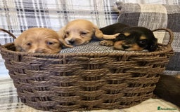 Miniature Dachshund dogs for sale: Long-hair miniature Duchshund - Image 2