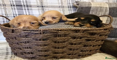 Miniature Dachshund dogs - Advert 5