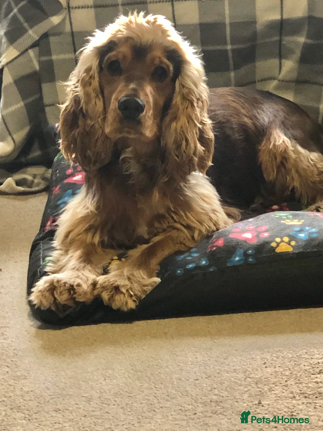 Cocker Spaniel dogs for stud: stunning sable cocker spaniel stud in Ormskirk - Advert 4