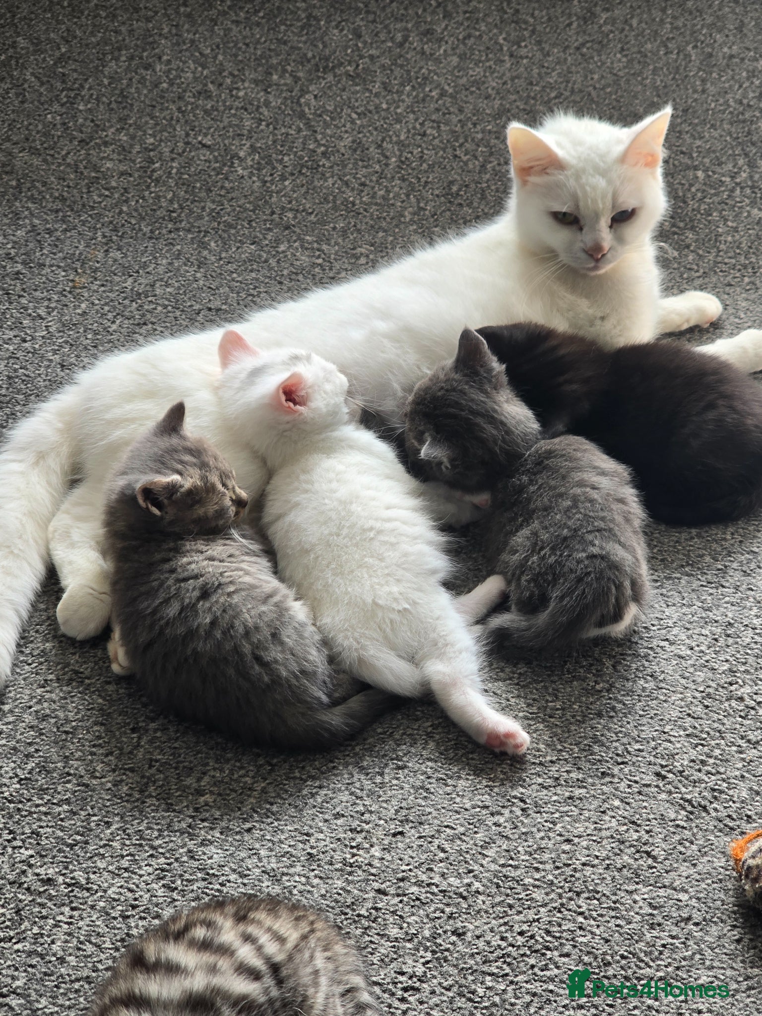 Turkish Angora cats Turkish angora cross  - Advert 1