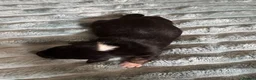 Jack Russell dogs for sale: Stunning Rare Coloured Jack Russell Puppies - Advert 12