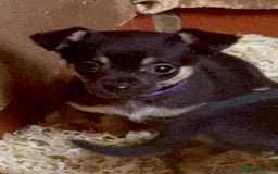 Mixed Breed dogs for sale: 5 stunning tiny miniature Chihuahua X terrier - Image 12
