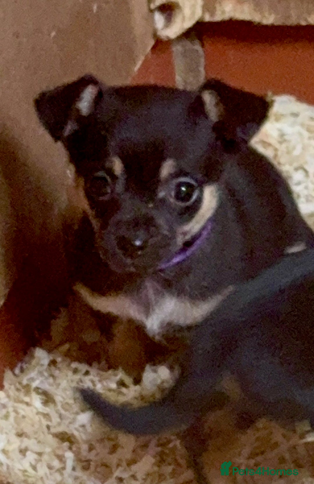 Mixed Breed dogs for sale: 5 stunning tiny miniature Chihuahua X terrier - Image 12