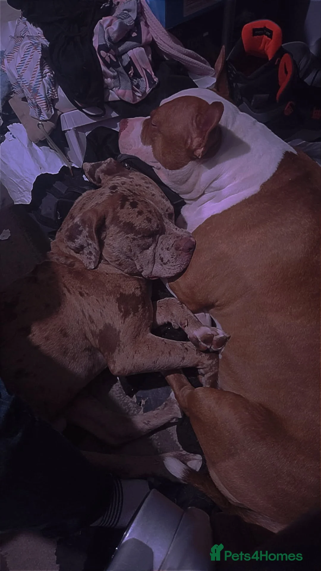 Bullmastiff dogs for sale: Pitbull Mastiff Pups  in London - Advert 10