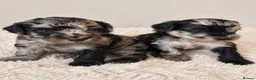 Cockapoo dogs for sale: Toy cockapoo F1b - Advert 9
